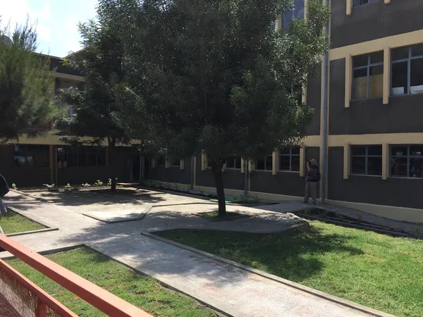 A tree and paved paths in a landscaped courtyard between school buildings